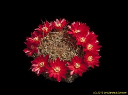 Sulcorebutia verticillacantha v. cuprea HS221 2085